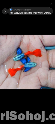 সব ধরনের গাপ্পি মাছ পাওয়া যায়